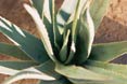 zo ziet de aloe vera er uit zo ziet de aloe vera er uit