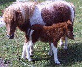 foto van je lievelingsdier